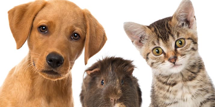 Mascotas para cada signo zodiacal